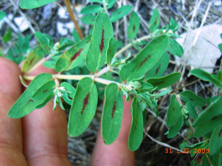 Euphorbia maculata / Euphorbia macchiata